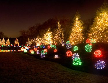 multicolored LED lighting on backyard vegetation